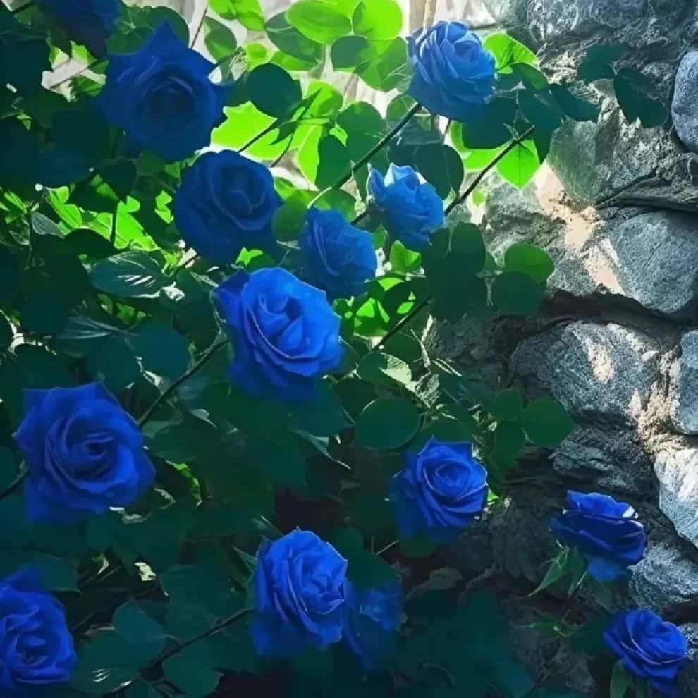 Blue Climbing Rose Seeds - Luxury Ways