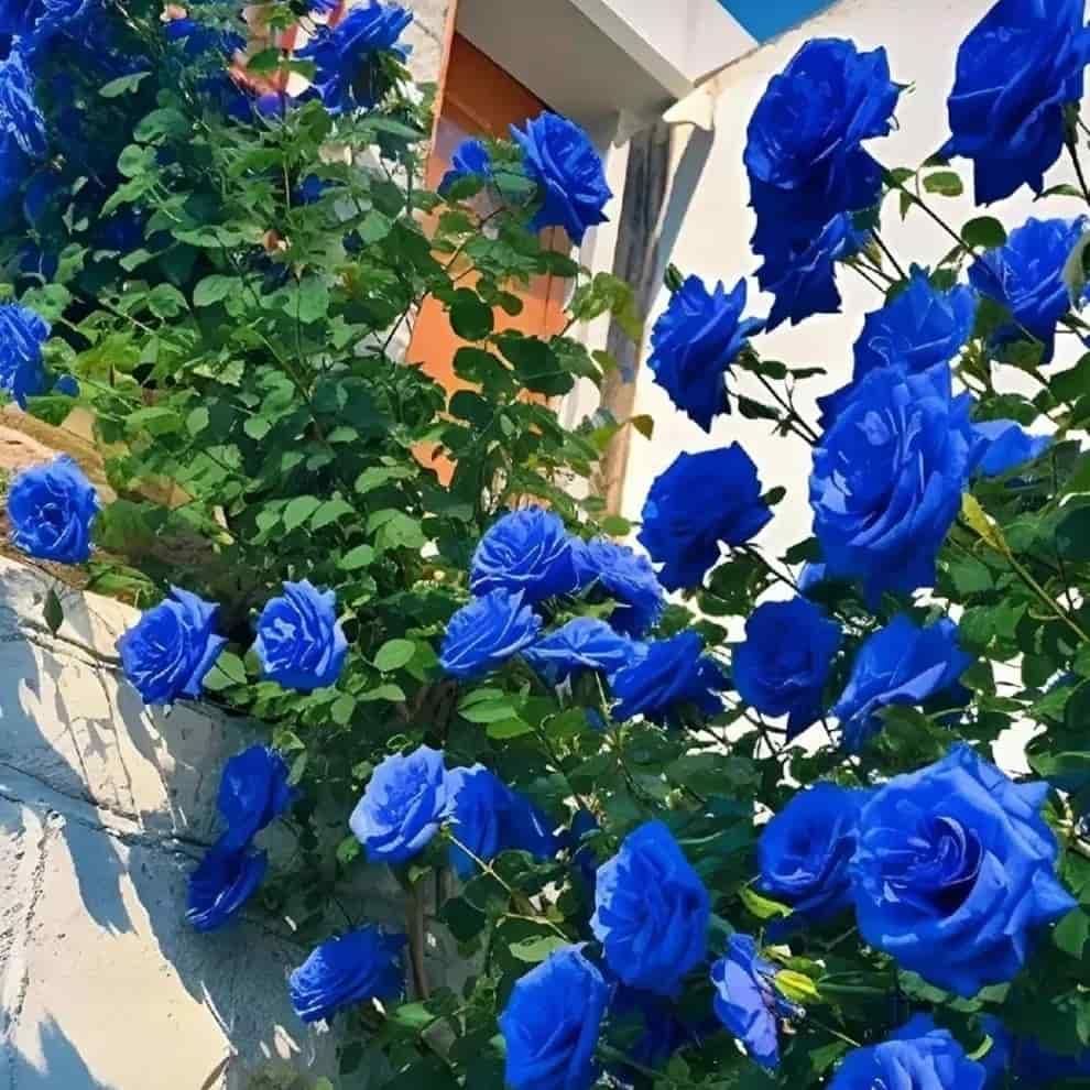 Blue Climbing Rose Seeds - Luxury Ways