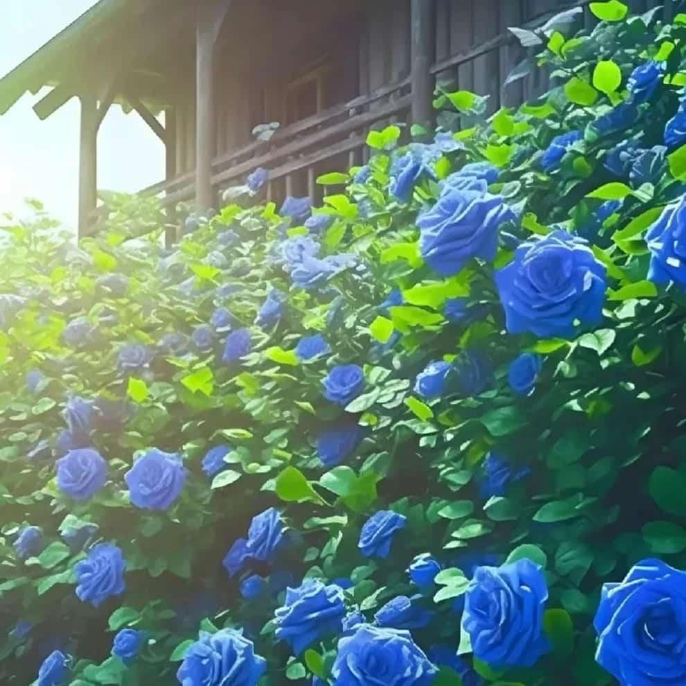 Blue Climbing Rose Seeds - Luxury Ways