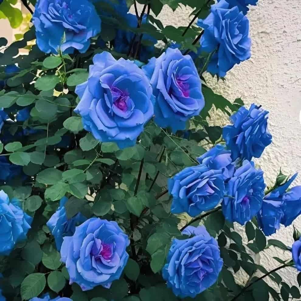 Blue Climbing Rose Seeds - Luxury Ways