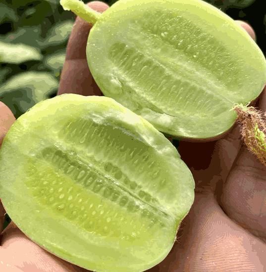 Cucumber - Golden Boy Lady Cucumber - Luxury Ways