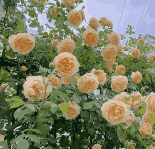 Elegant Climbing Rose Flower Seeds - Luxury Ways