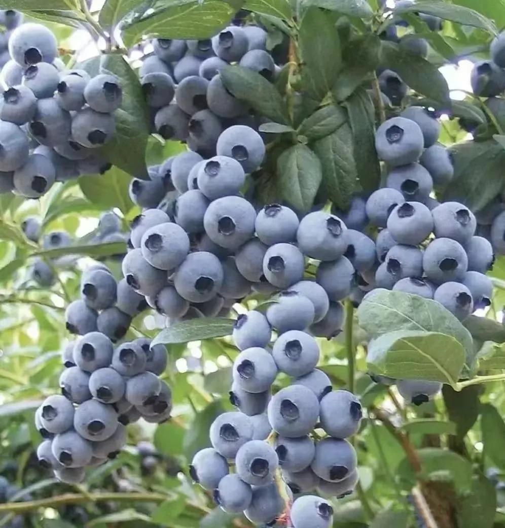 Giant Blueberry Fruit Seeds - Luxury Ways