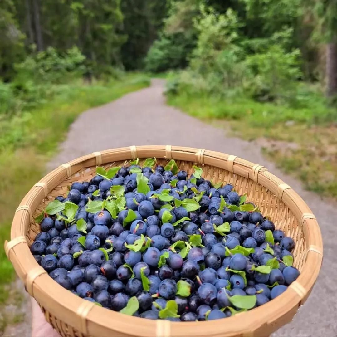 Giant Blueberry Fruit Seeds - Luxury Ways