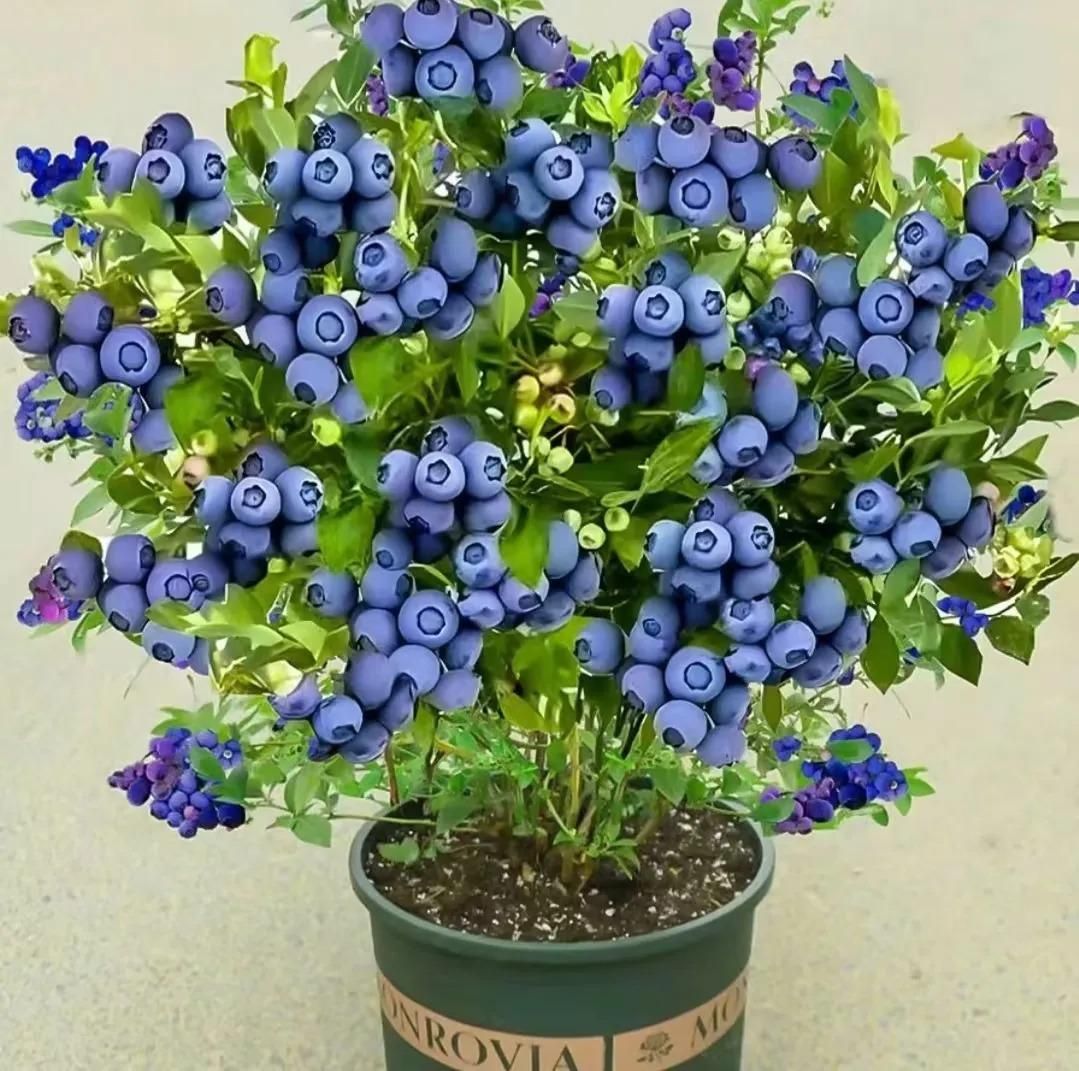 Giant Blueberry Fruit Seeds - Luxury Ways