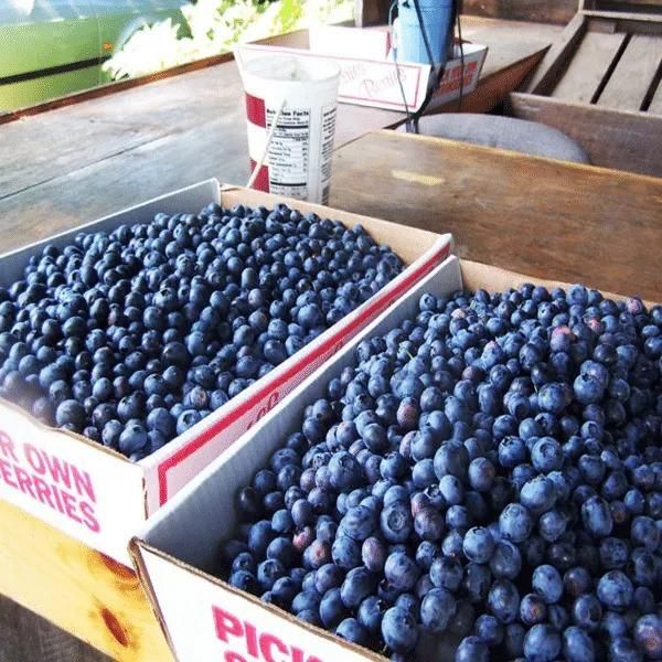 Giant Blueberry Fruit Seeds - Luxury Ways