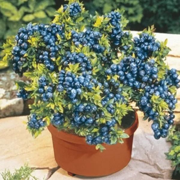 Giant Blueberry Fruit Seeds - Luxury Ways