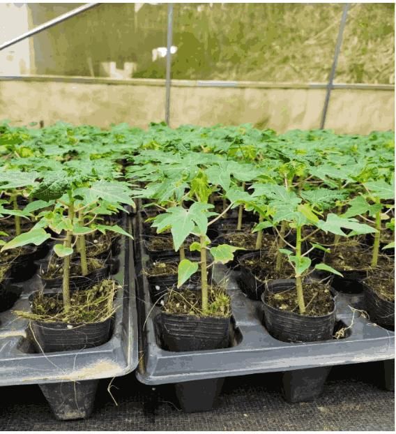 Golden Creamy Papaya Seeds - Luxury Ways