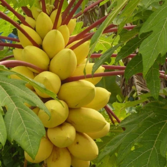 Golden Creamy Papaya Seeds - Luxury Ways