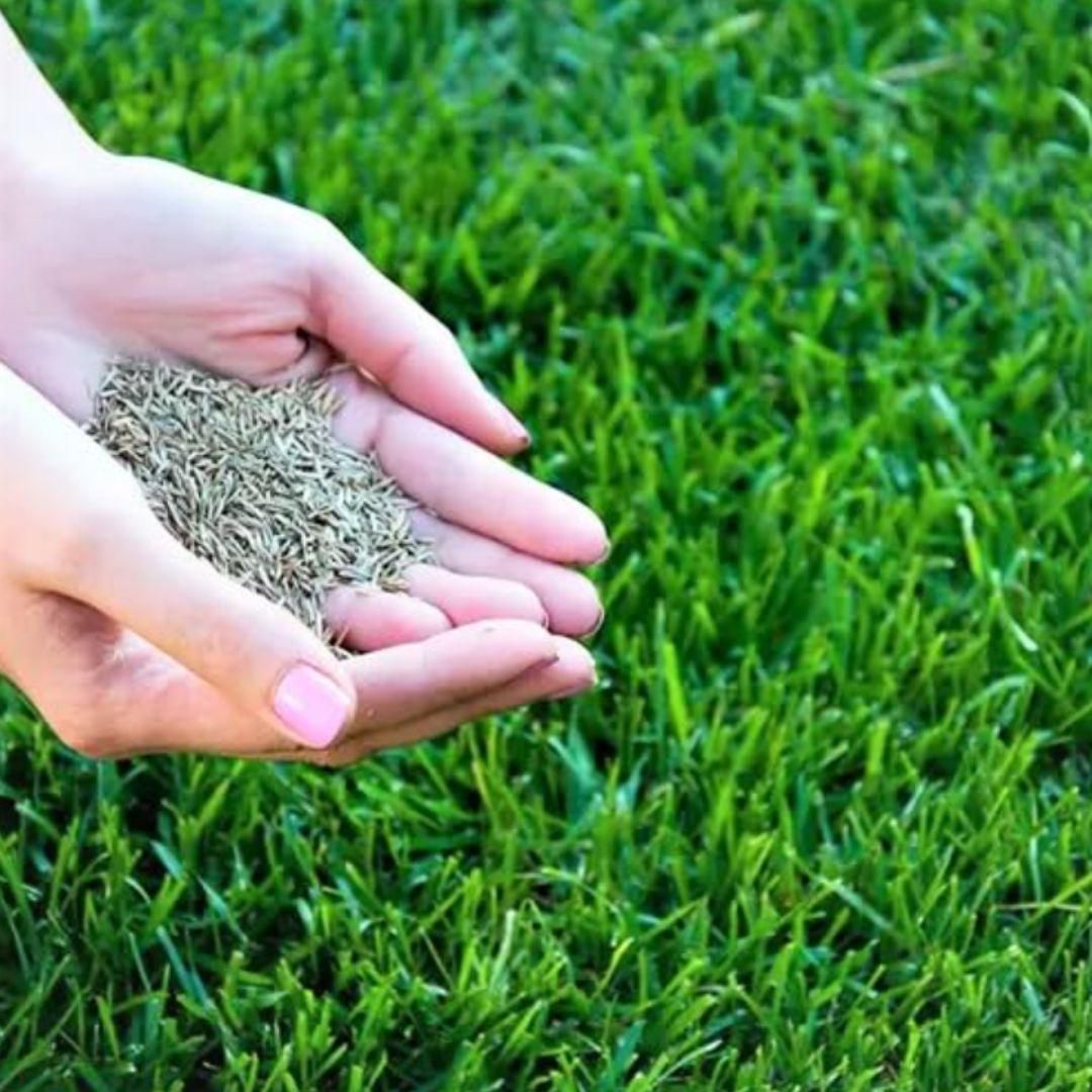 Grass Seeds Hybrid Best For Your Beautiful Home Gardening (Pack Of 100 seeds) (Pack of 1) - Luxury Ways