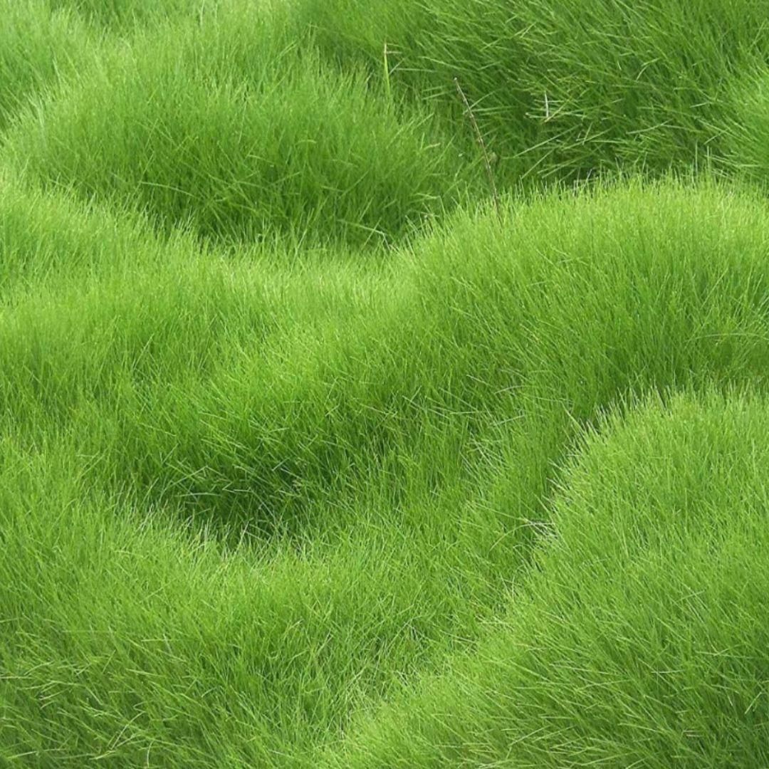 Grass Seeds Hybrid Best For Your Beautiful Home Gardening (Pack Of 100 seeds) (Pack of 1) - Luxury Ways