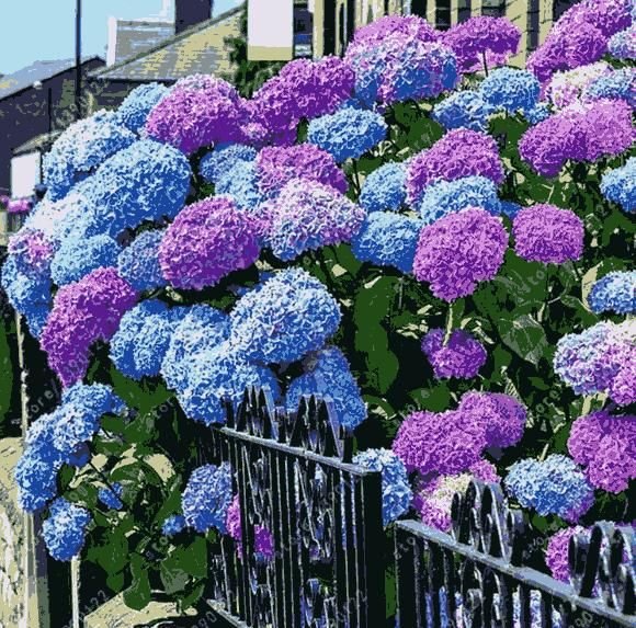 Hydrangea Seed: Unlock Nature's Beauty - Luxury Ways