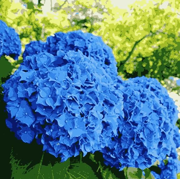 Hydrangea Seed: Unlock Nature's Beauty - Luxury Ways