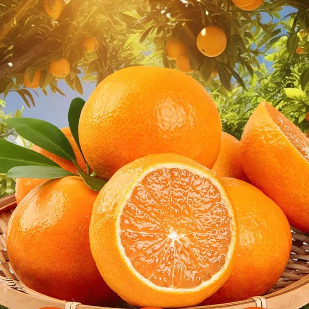 Jelly Orange Seeds - Luxury Ways