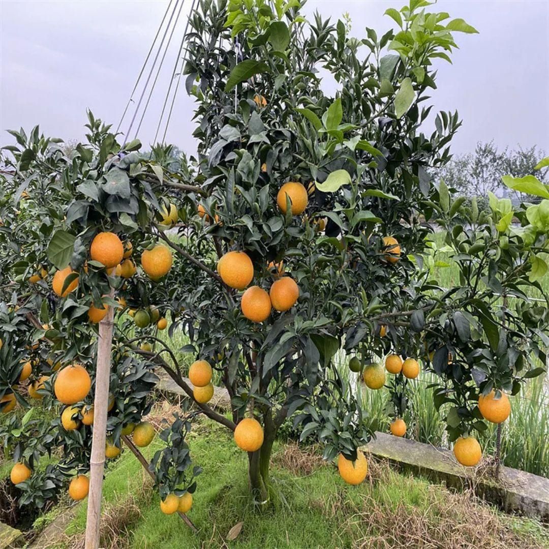 Jelly Orange Seeds - Luxury Ways