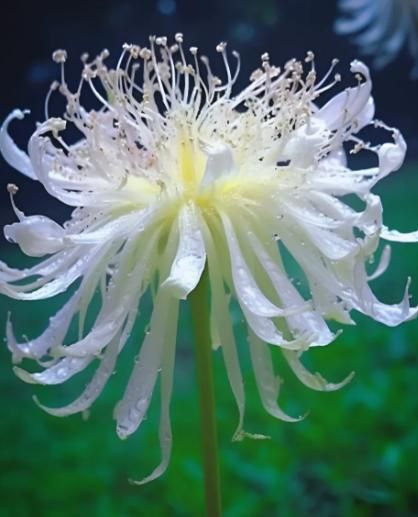 Lily Equinox Flower Bulbs Seeds - Luxury Ways