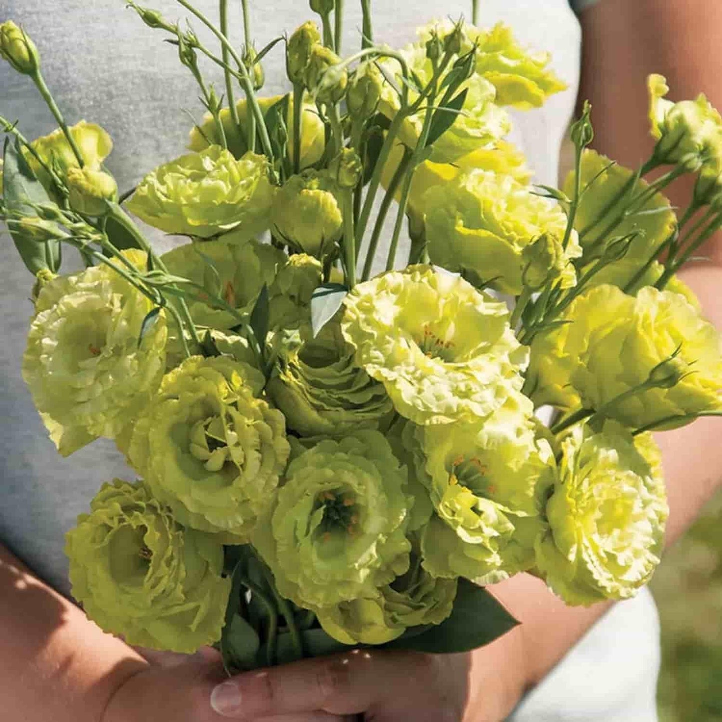 Lisianthus Seeds - Luxury Ways