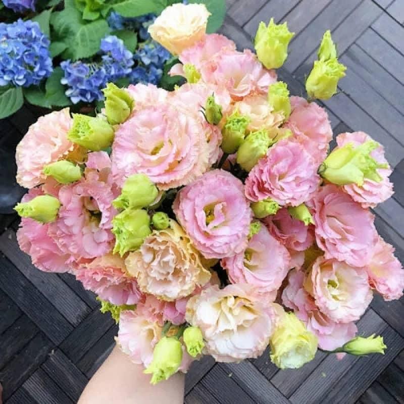 Lisianthus Seeds - Luxury Ways