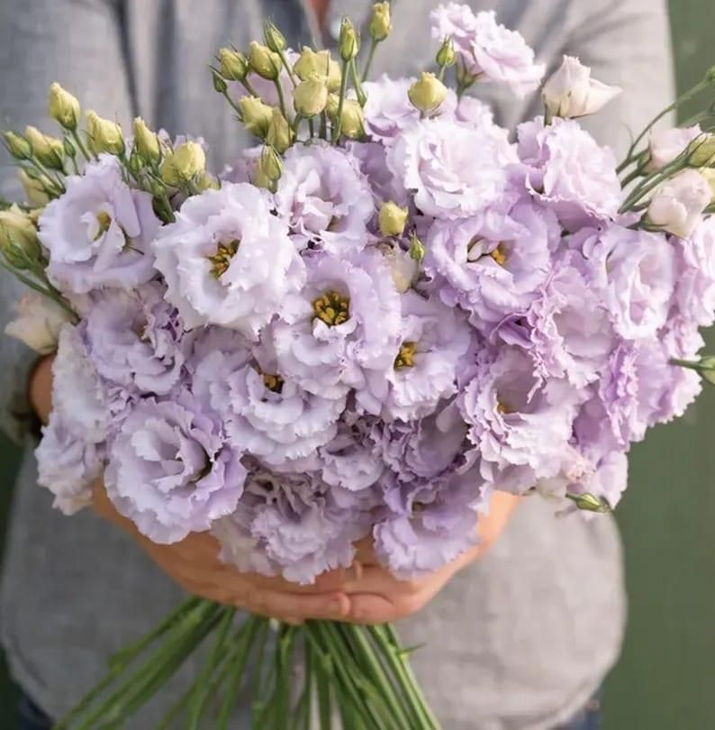 Lisianthus Seeds - Luxury Ways