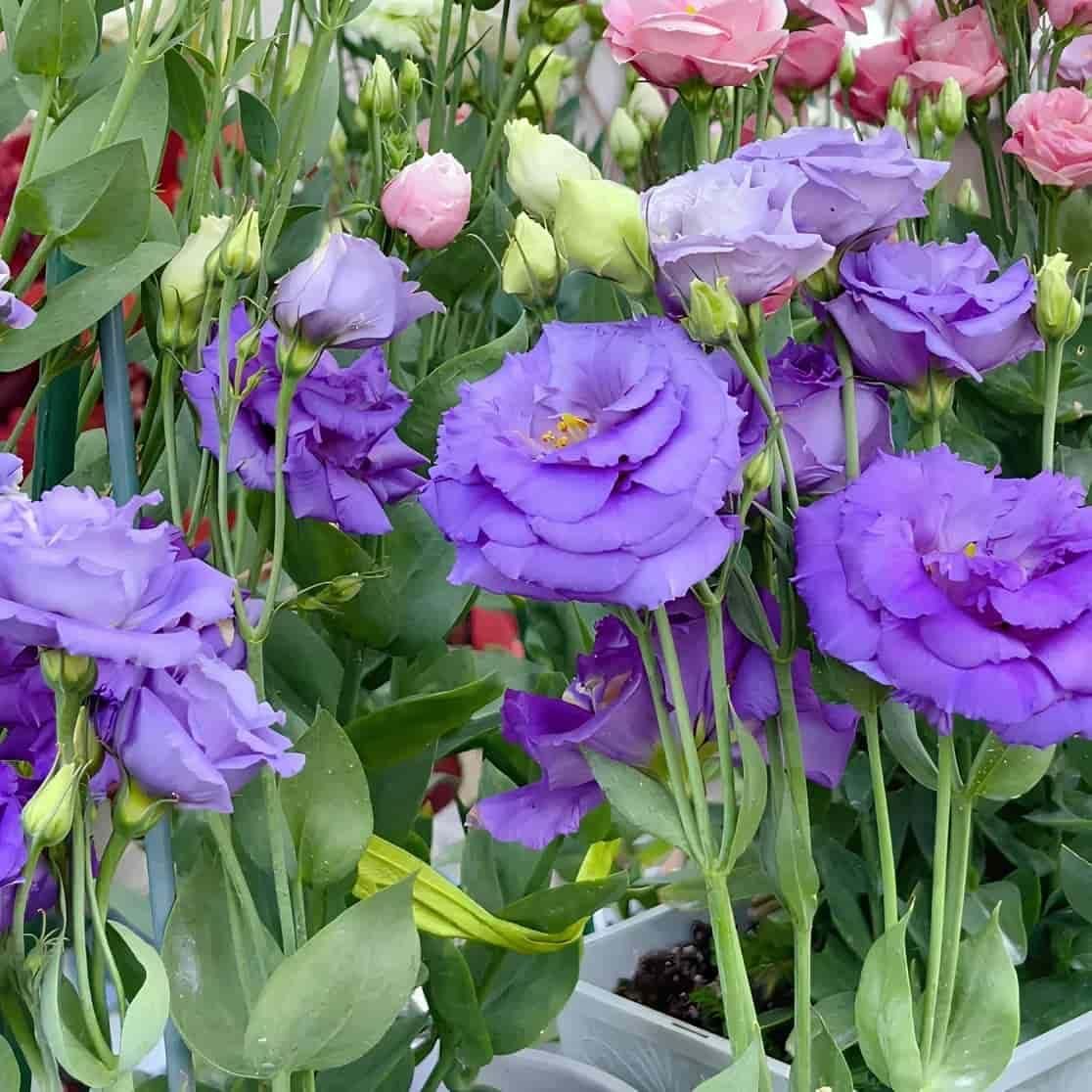 Lisianthus Seeds - Luxury Ways