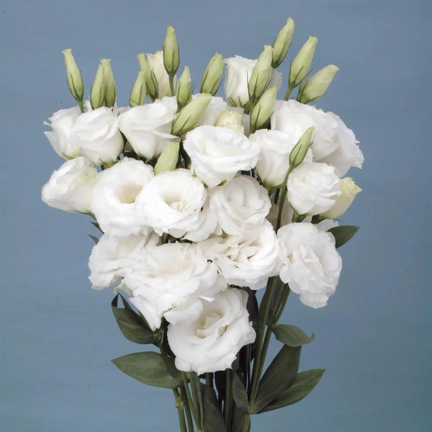 Lisianthus Seeds - Luxury Ways
