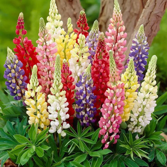 Lupine Blossoms - Seeds - Luxury Ways