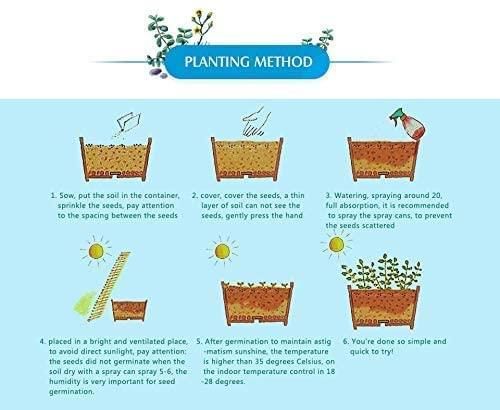 Mix Colour Bougainvillea Flower Seeds For Home Garden - Luxury Ways