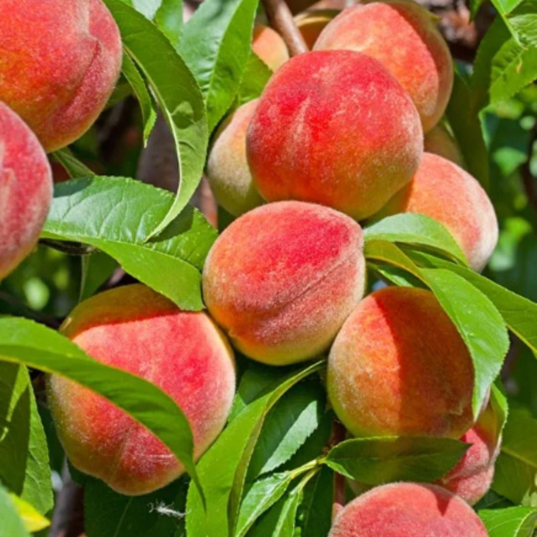 Peach Tree Seeds - Luxury Ways