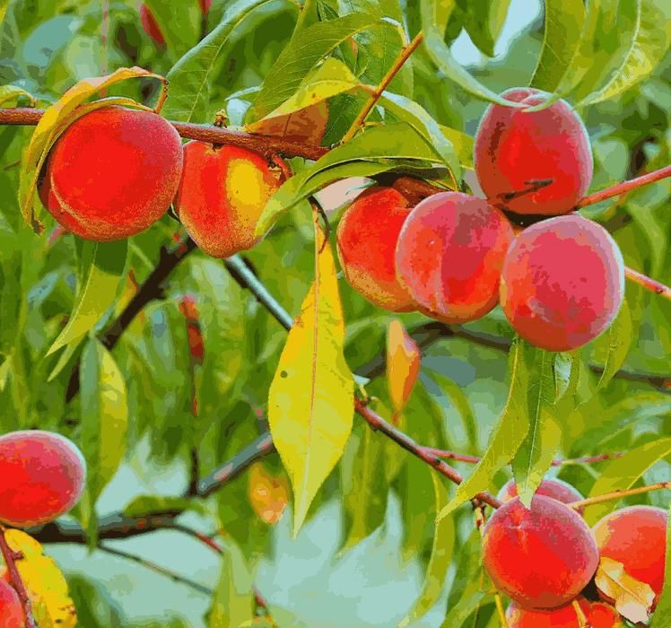 Peach Tree Seeds - Luxury Ways