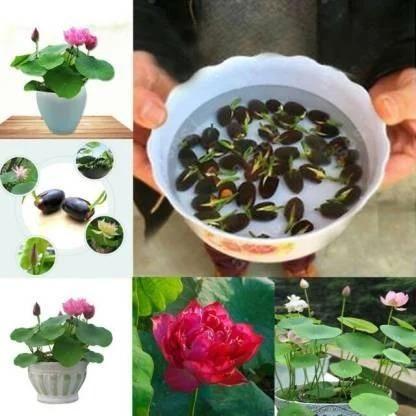 Premium Flower seeds - Luxury Ways