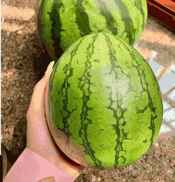 Ruby Watermelon Seeds - Luxury Ways
