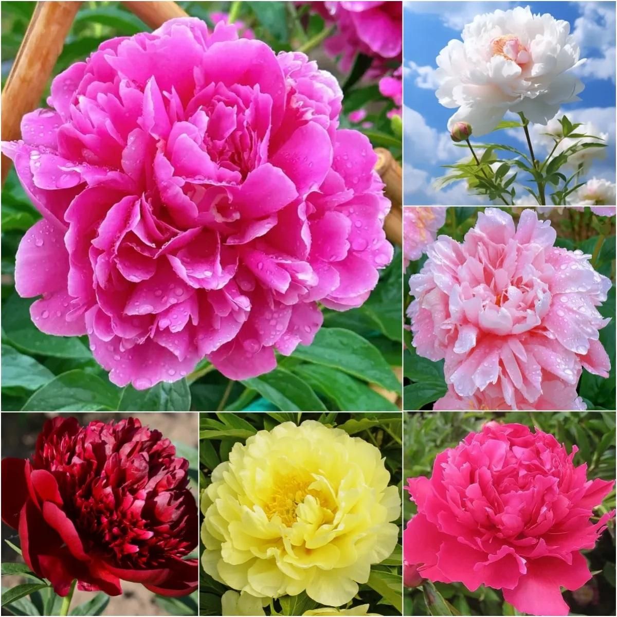 The Queen of Flowers?Peony Flower (Pack of 20) - Luxury Ways