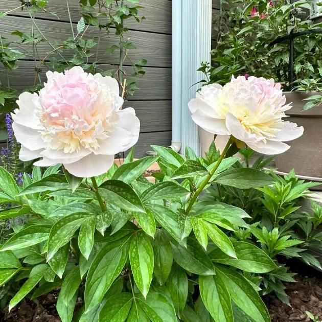 The Queen of Flowers?Peony Flower (Pack of 20) - Luxury Ways