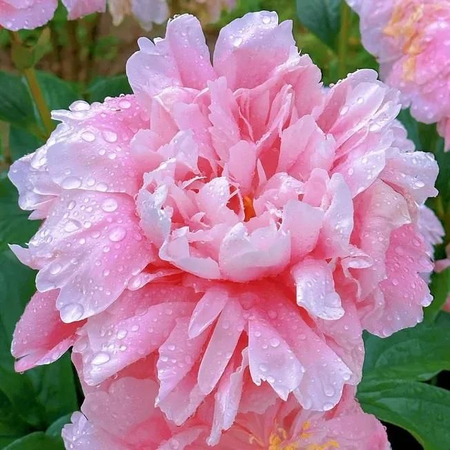 The Queen of Flowers?Peony Flower (Pack of 20) - Luxury Ways