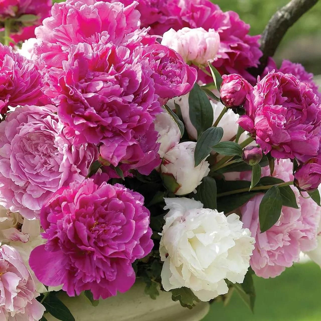 The Queen of Flowers?Peony Flower (Pack of 20) - Luxury Ways