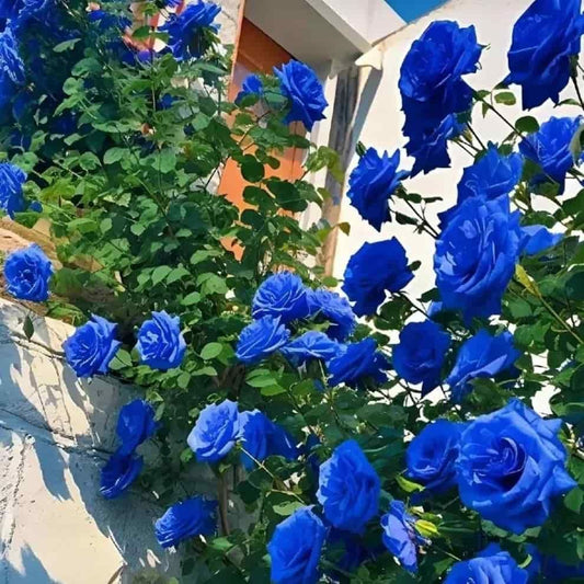 Blue Climbing Rose Seeds - Luxury Ways