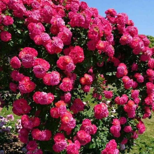 Elegant Climbing Rose Flower Seeds - Luxury Ways