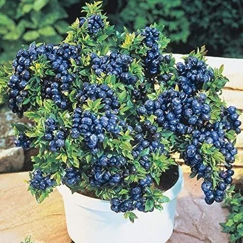 Giant Blueberry Fruit Seeds - Luxury Ways