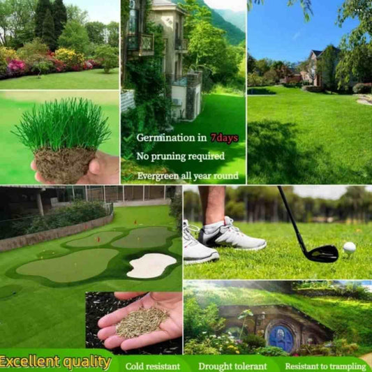 Grass Seeds Hybrid Best For Your Beautiful Home Gardening (Pack Of 100 seeds) (Pack of 1) - Luxury Ways