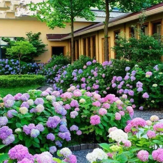 Hydrangea Seed: Unlock Nature's Beauty - Luxury Ways