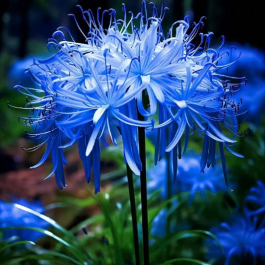 Lily Equinox Flower Bulbs Seeds - Luxury Ways