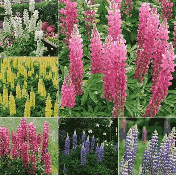 Lupine Blossoms - Seeds - Luxury Ways