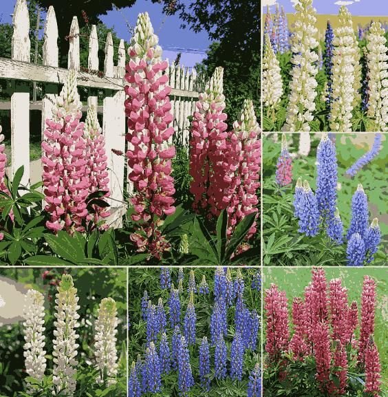 Lupine Blossoms - Seeds - Luxury Ways