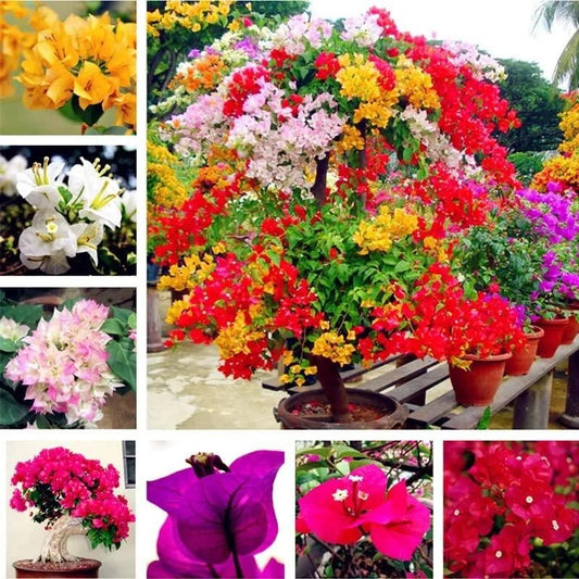 Mix Colour Bougainvillea Flower Seeds For Home Garden - Luxury Ways