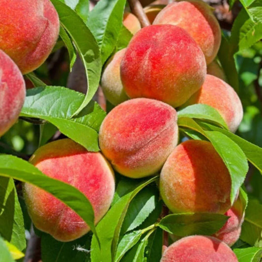 Peach Tree Seeds - Luxury Ways