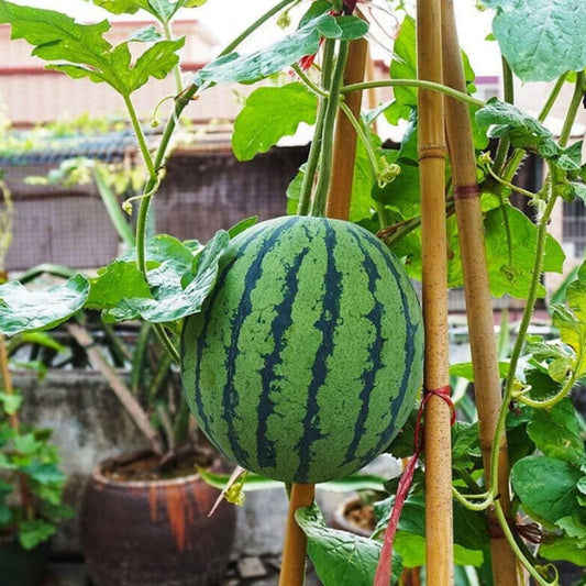 Potted small watermelon seeds - Luxury Ways
