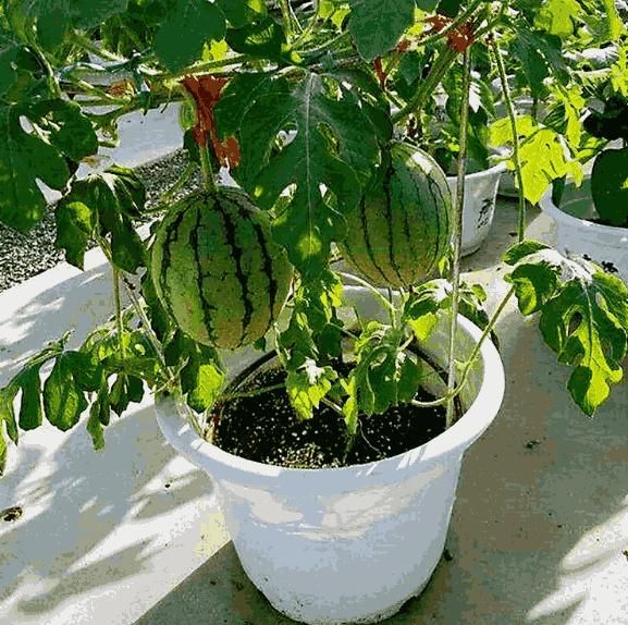 Potted small watermelon seeds - Luxury Ways