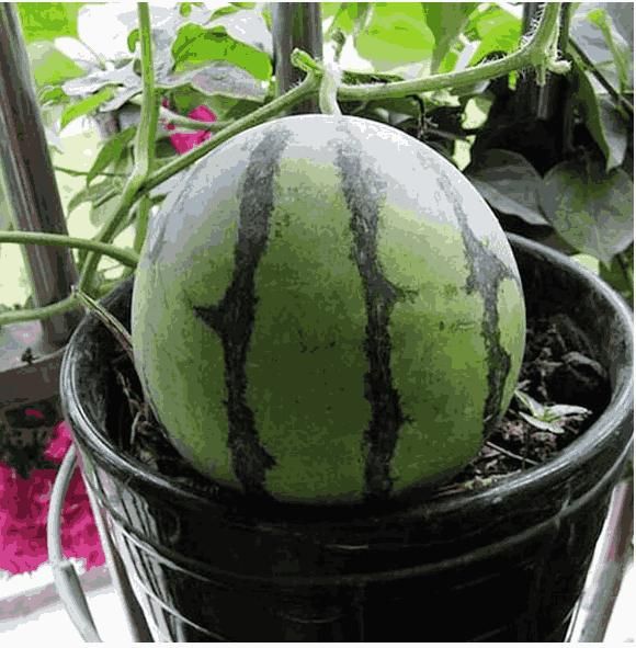 Potted small watermelon seeds - Luxury Ways