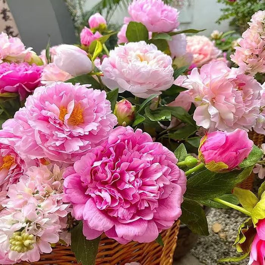 The Queen of Flowers?Peony Flower (Pack of 20) - Luxury Ways